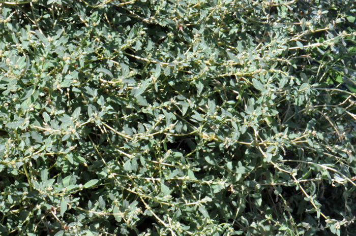 Australian Saltbush is a spreading or decumbent to ascending or prostrate species, mat-like and without spines, note new branches are white-scurfy. Plants bloom in the USA from April to December; flowers year-round in its native Australia. Atriplex semibaccata 